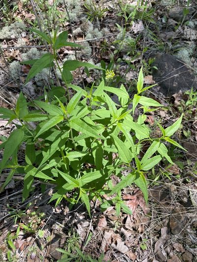Helianthus microcephalus, photographed by Becky Dill