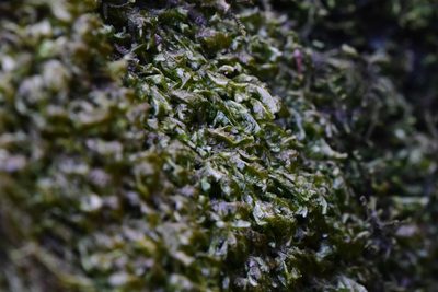 Homalia trichomanoides, photographed by Braden J. Judson