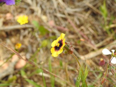 Tuberaria guttata, photographed by Duarte Frade