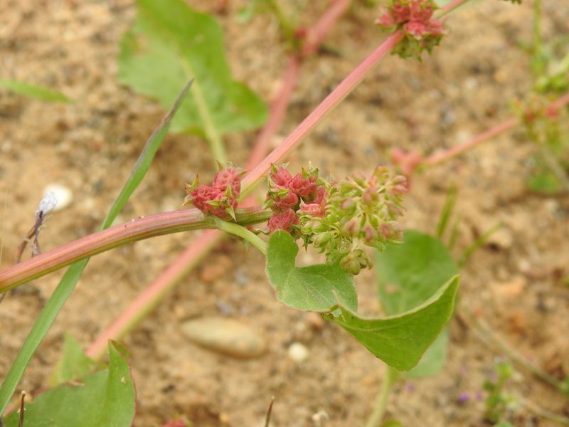 Emex spinosa, photographed by Duarte Frade