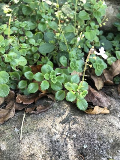 Plectranthus purpuratus, photographed by Sunčana Bradley