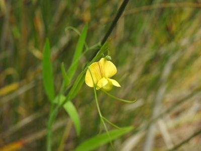 Lathyrus annuus, photographed by Duarte Frade