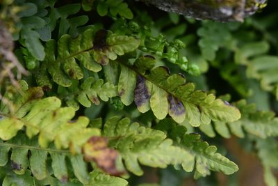 Polypodium amorphum, photographed by Braden J. Judson