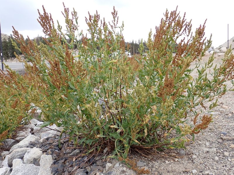 Rumex triangulivalvis, photographed by Matt Lavin