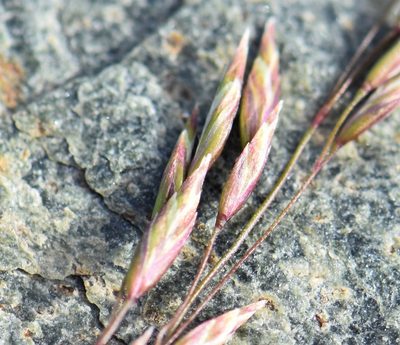 Poa glauca, photographed by Eric Lamb