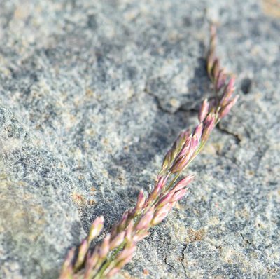 Poa glauca, photographed by Eric Lamb