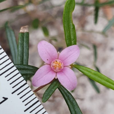 Boronia rosmarinifolia, photographed by ronavery