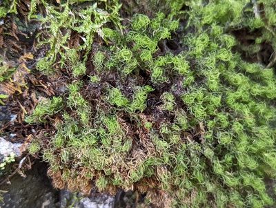 Anacolia menziesii, photographed by Braden J. Judson