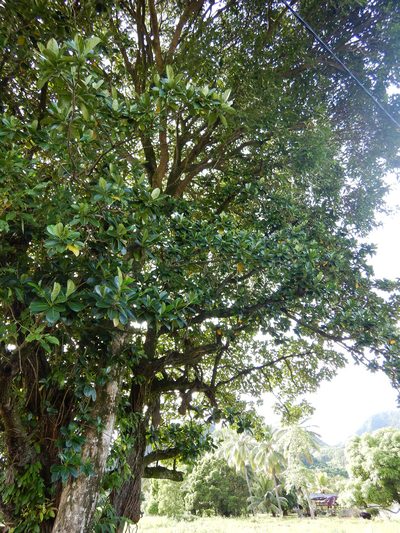 Fagraea berteroana, photographed by Jon Sullivan