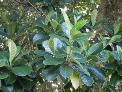 Fagraea berteroana, photographed by Jon Sullivan
