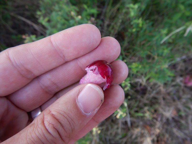 Syzygium cumini, photographed by Jon Sullivan