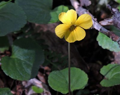 Viola magellanica, photographed by Hugo Hulsberg