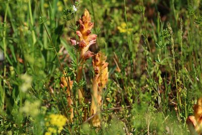Orobanche caryophyllacea, photographed by CorentinD