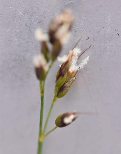 Anthoxanthum monticola, photographed by Eric Lamb