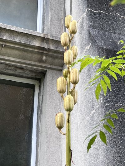 Cardiocrinum giganteum, photographed by Uwe Schneehagen