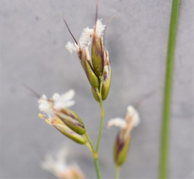 Anthoxanthum monticola, photographed by Eric Lamb