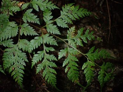 Pteris macilenta, photographed by Saryu Mae 前 朝琉