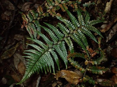 Polystichum wawranum, photographed by Saryu Mae 前 朝琉