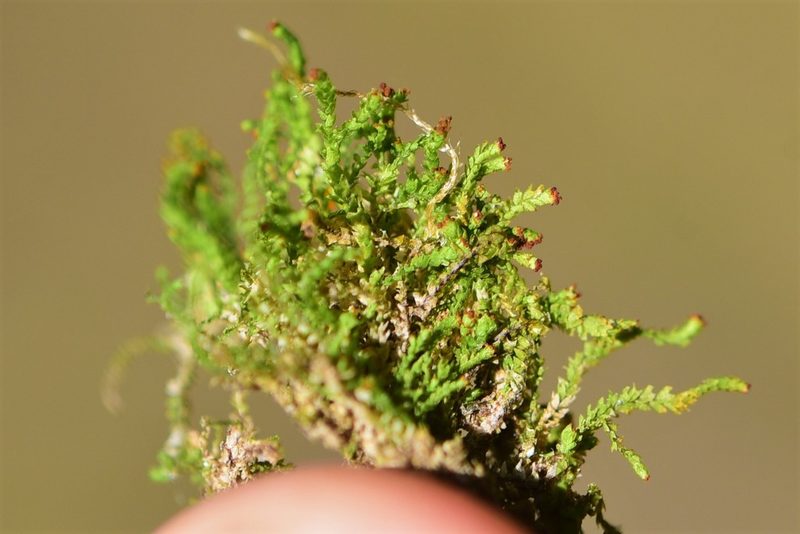 Crossocalyx hellerianus, photographed by Braden J. Judson