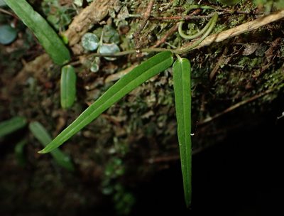 Parsonsia heterophylla, photographed by Saryu Mae 前 朝琉