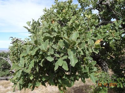 Quercus chihuahuensis, photographed by Luis F. Ramírez