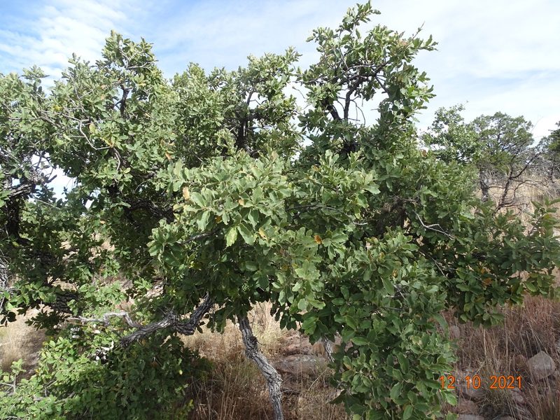Quercus chihuahuensis, photographed by Luis F. Ramírez