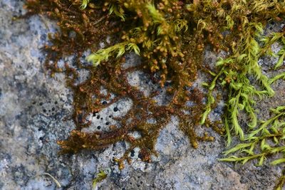 Ptilidium pulcherrimum, photographed by Braden J. Judson