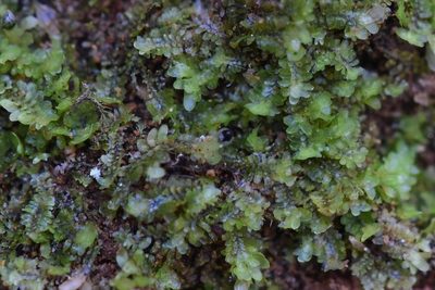 Diplophyllum obtusifolium, photographed by Braden J. Judson