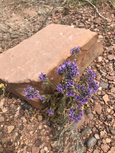 Phacelia corrugata, photographed by Heather