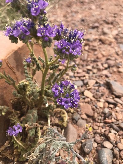 Phacelia corrugata, photographed by Heather