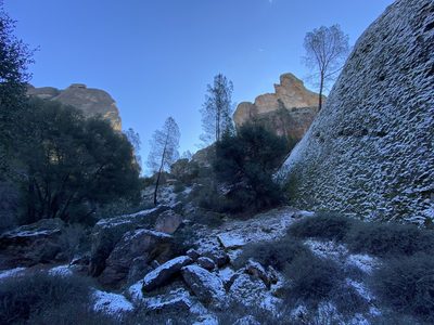 Pinus sabiniana, photographed by Pinnacles National Park