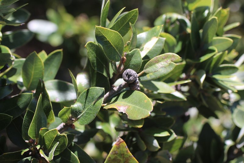 Quercus chrysolepis, photographed by Cricket Raspet