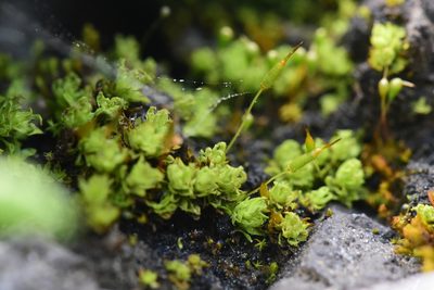 Encalypta ciliata, photographed by Braden J. Judson