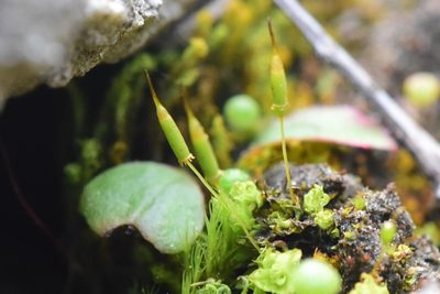 Encalypta ciliata, photographed by Braden J. Judson