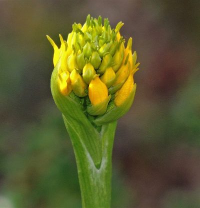 Gavilea lutea, photographed by Hugo Hulsberg