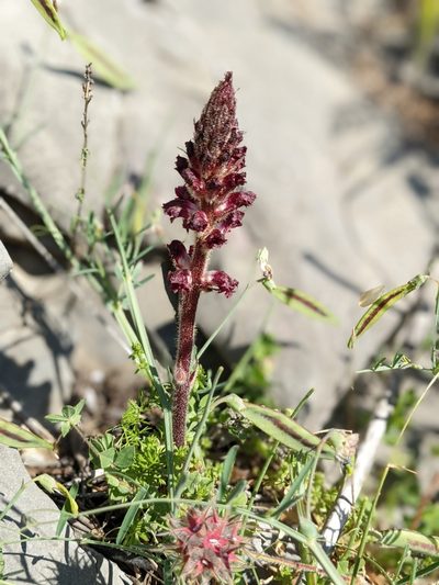 Orobanche sanguinea, photographed by Denis Bastianelli