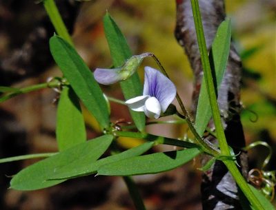Vicia magellanica, photographed by Hugo Hulsberg