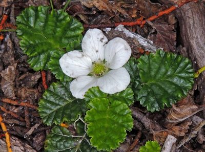 Rubus geoides, photographed by Hugo Hulsberg