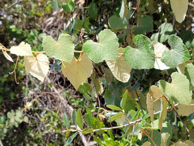 Vitis shuttleworthii, photographed by Jay Horn