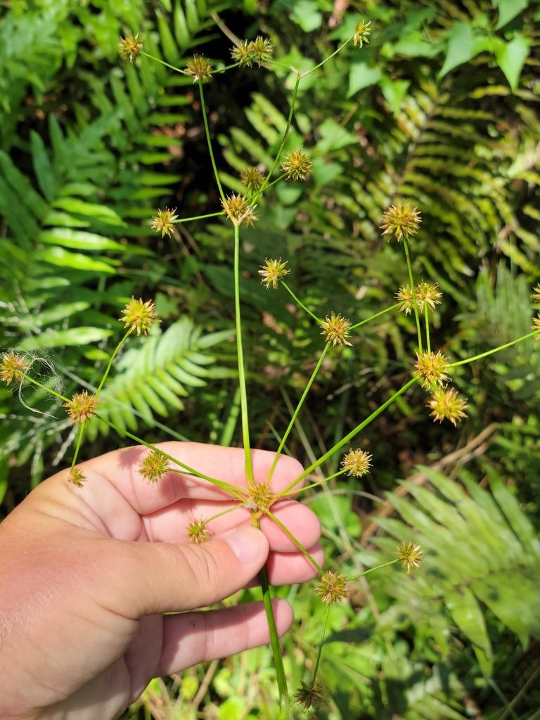 Juncus paludosus, photographed by Jay Horn