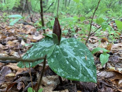 Trillium cuneatum, photographed by Elizabeth Axley