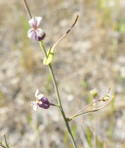 Streptanthus diversifolius, photographed by Jonathan Curley