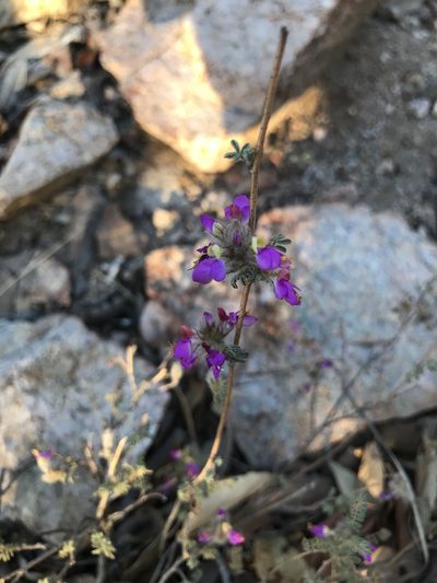 Dalea versicolor, photographed by brettaugust