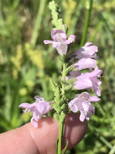 Physostegia intermedia, photographed by Sam Kieschnick