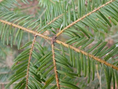Abies grandis, photographed by giantcicada