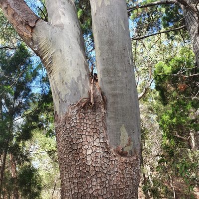 Corymbia tessellaris, photographed by ronavery