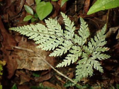 Parapolystichum glabellum, photographed by Saryu Mae 前 朝琉