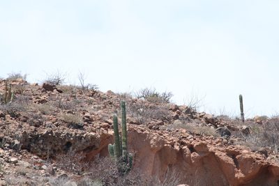 Pachycereus pringlei, photographed by Juan Cruzado Cortés