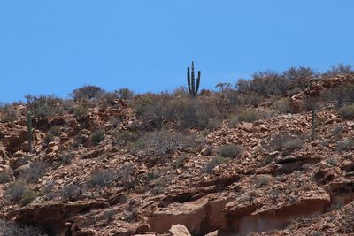Pachycereus pringlei, photographed by Juan Cruzado Cortés