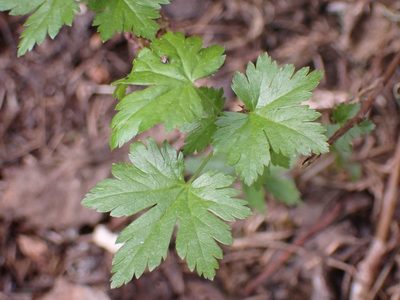 Ribes lacustre, photographed by giantcicada